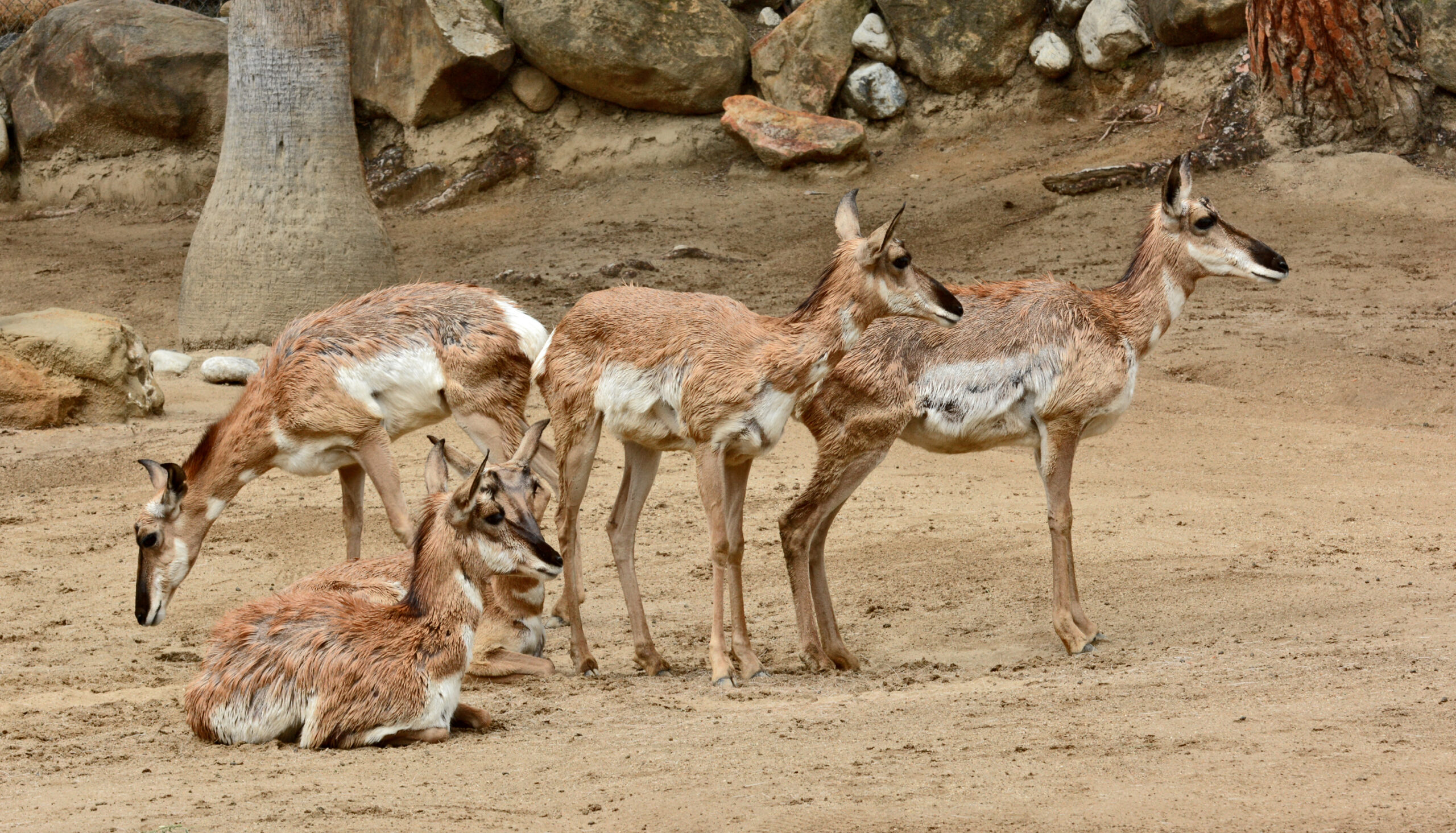 A group of pronghorn antelope clustered in a sandy habitat