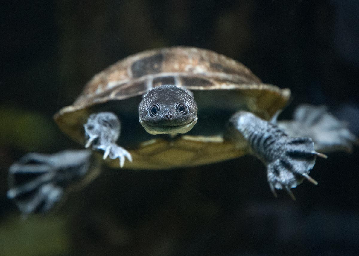 Roti Island snake-necked turtle facing forward and swimming towards the camera