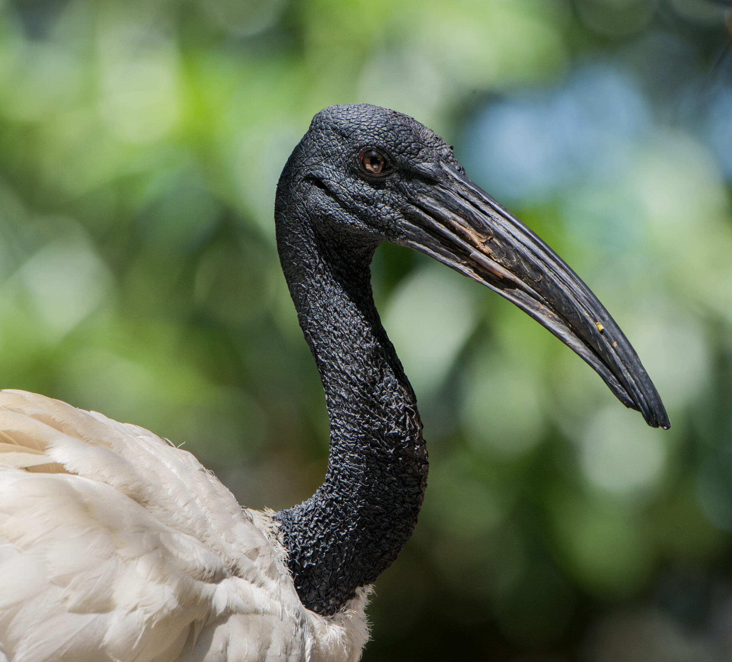 side profile of a bird with a white body, black neck and long pointed bill