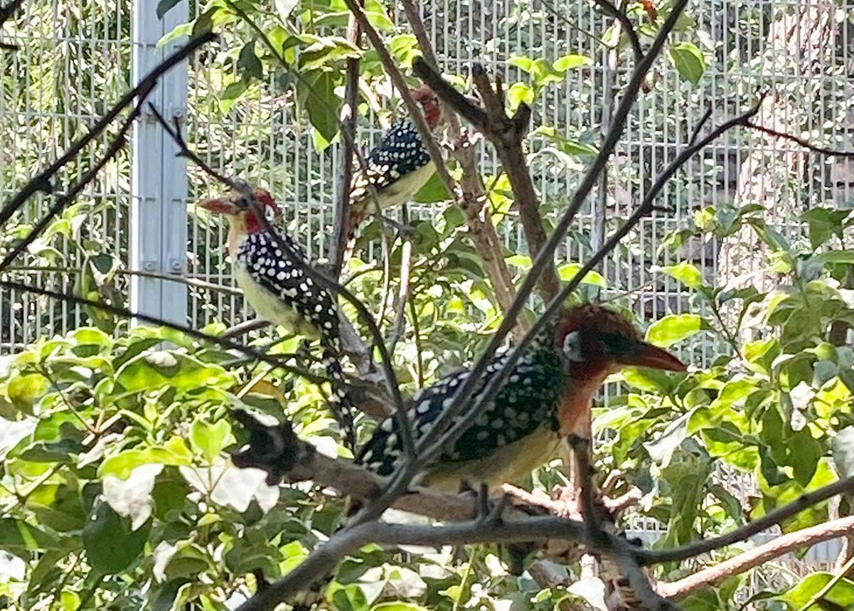Three birds with red heads and white spots on black feathers