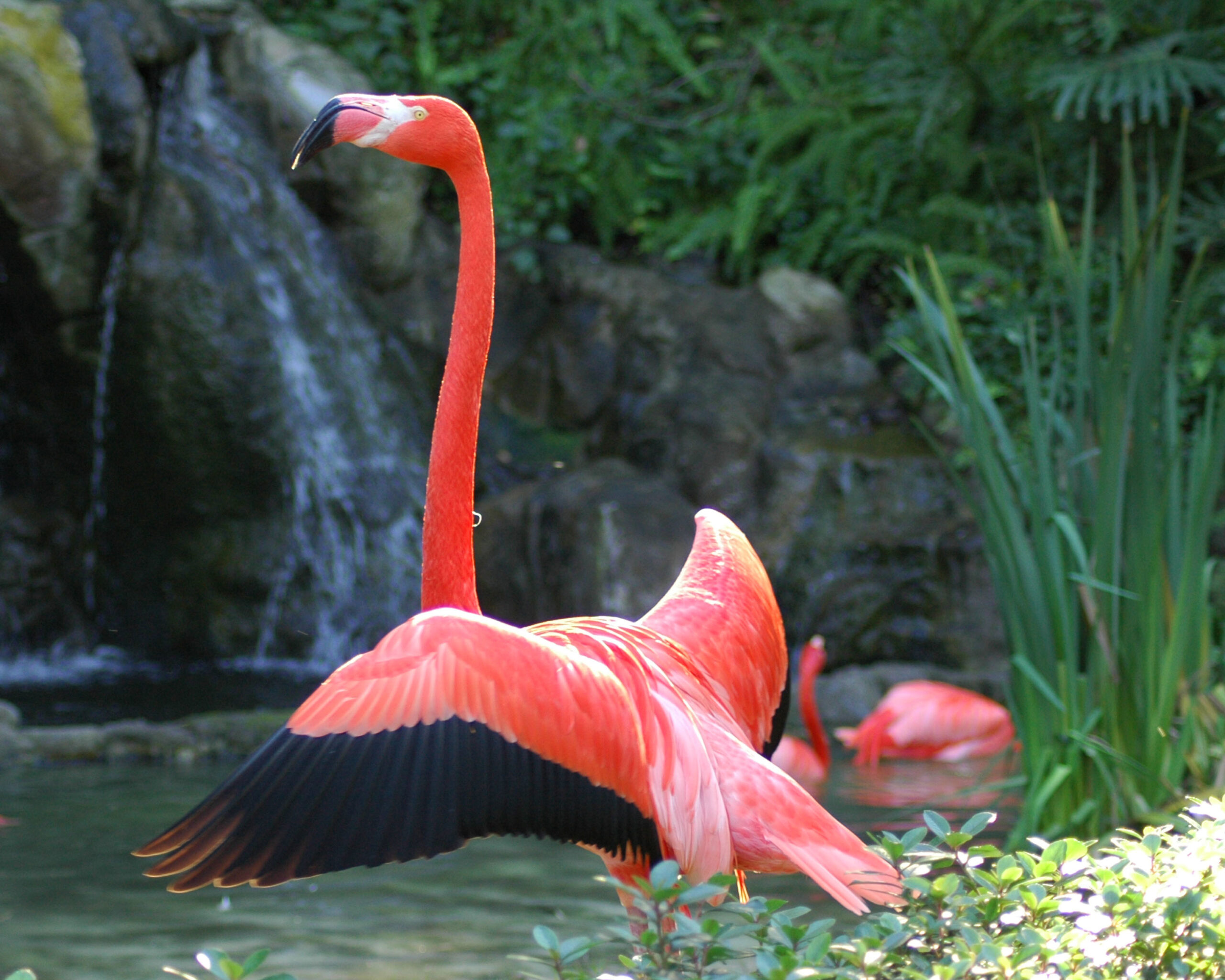 A close up of a flamingo spreading it's wings.