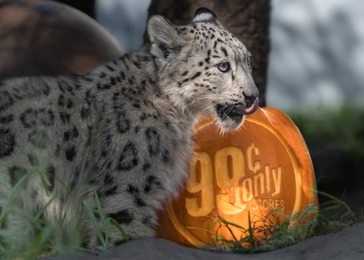 Snow leopard standing in front of pumpkin with 99 Cents Only Stores logo