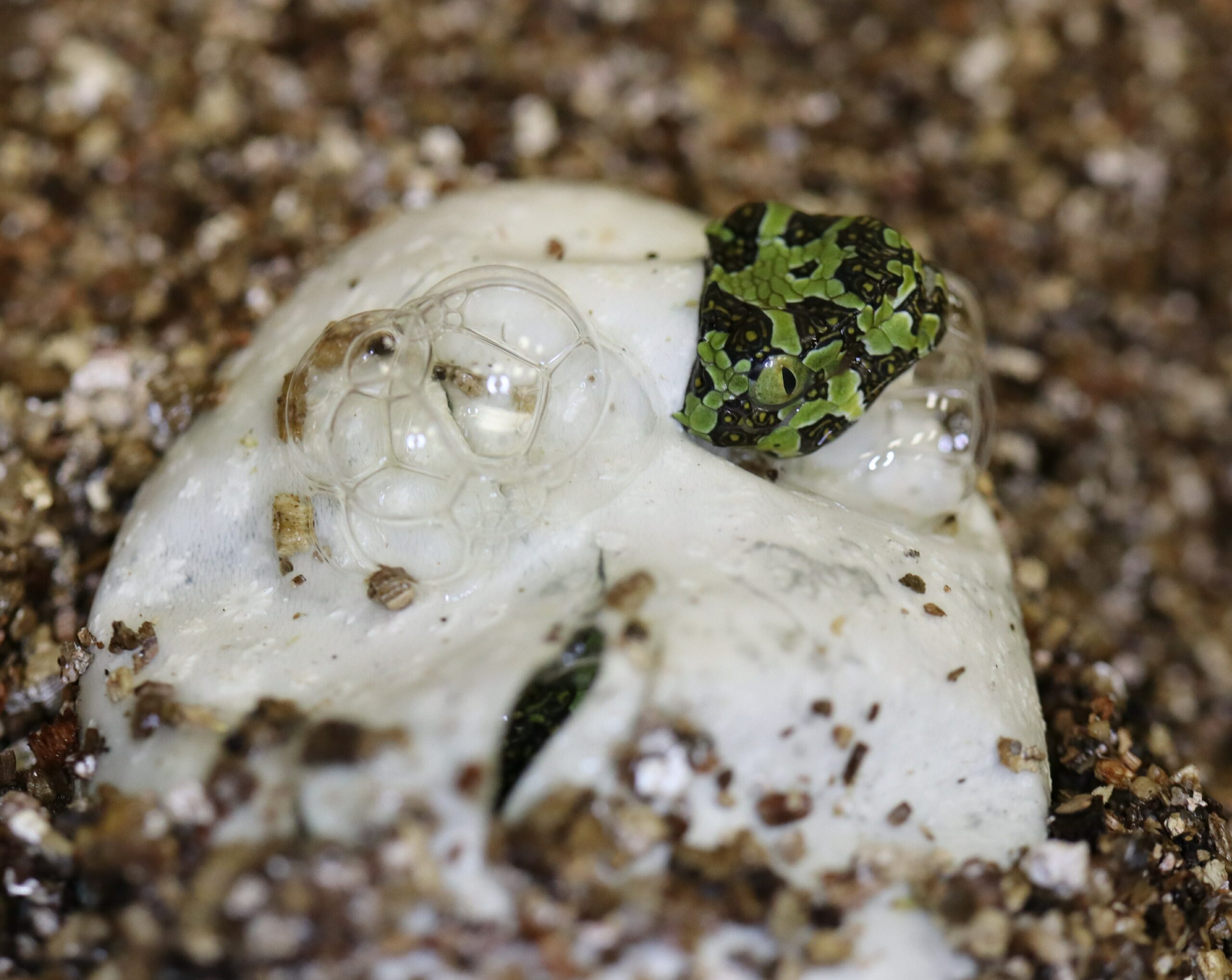 A green and black snake pokes its head out of an egg as it begins to hatch