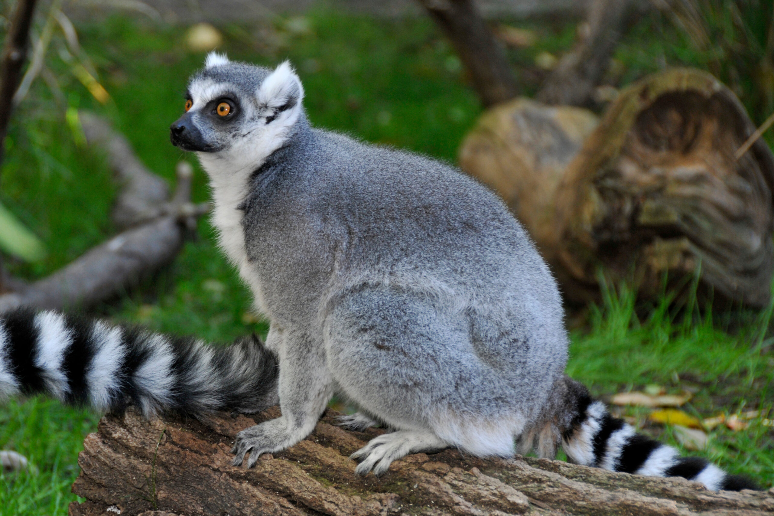 A ring-tailed lemur sits on a log with greenery in the background