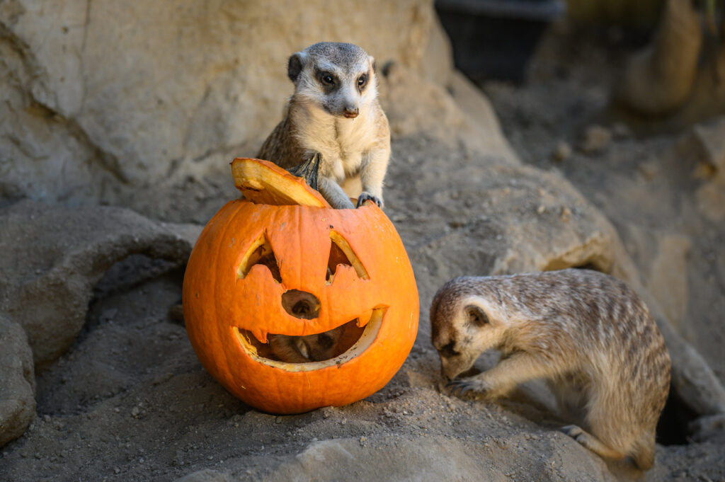 Meerkat popping out of a pumpkin
