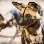 Mottled black and tan wild dogs perk their ears