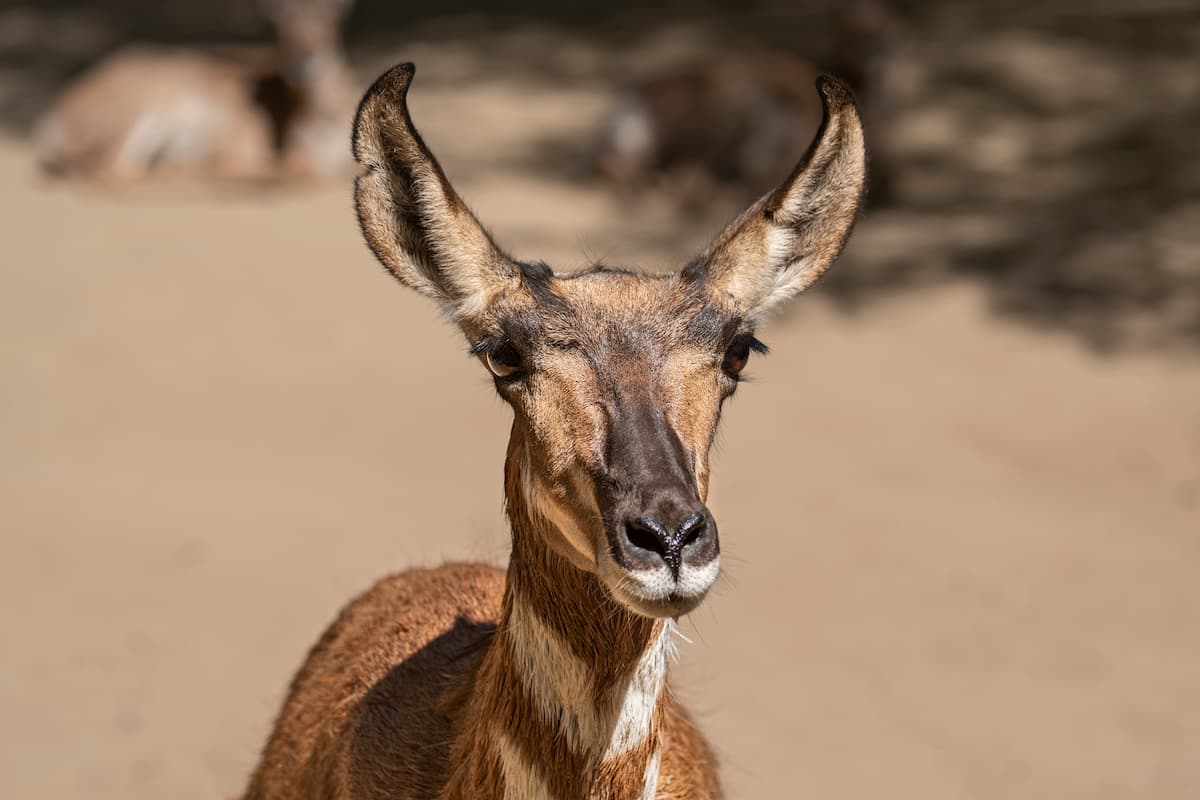 Close up of a female pronghorn