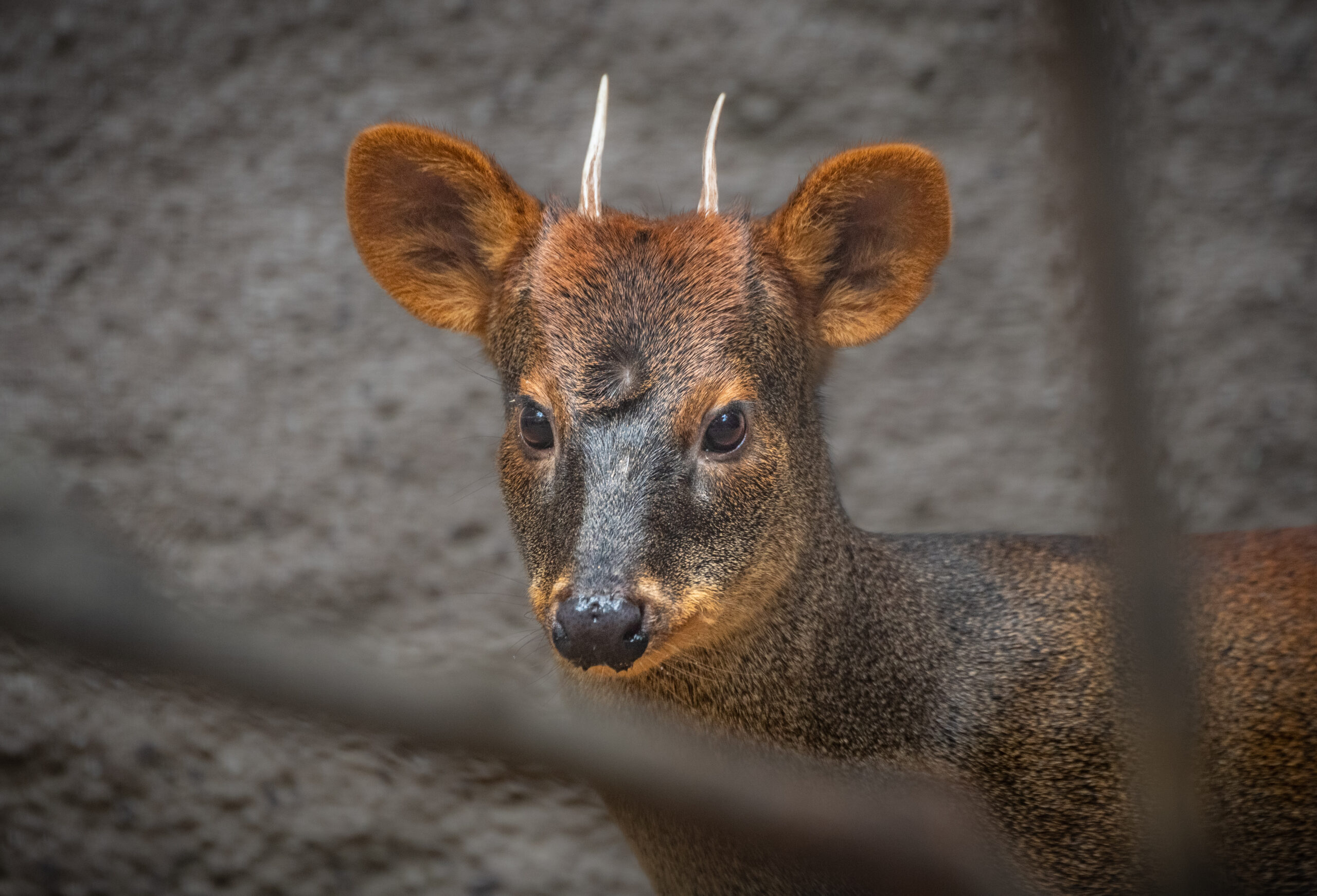Close up of male pudu
