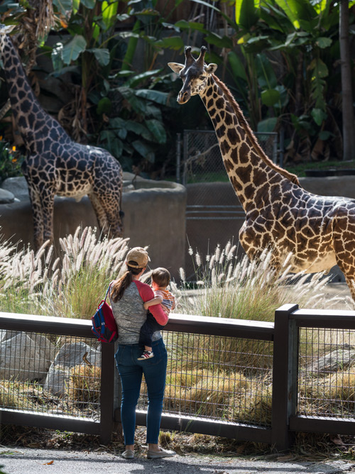 A mother holding a baby stand in front of the giraffe habitat
