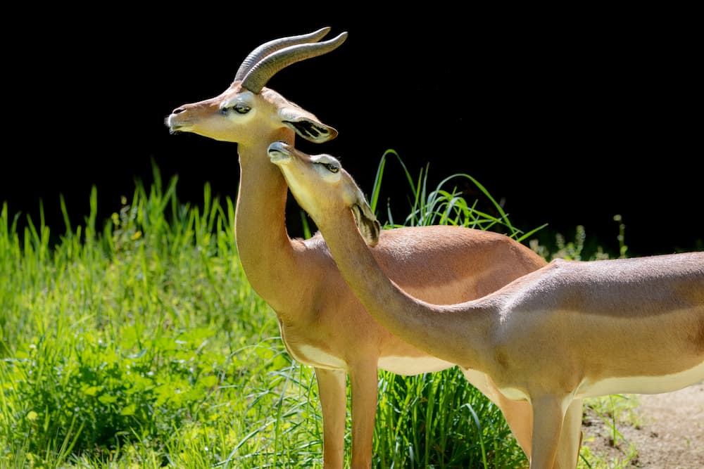 two long-necked antelope stand in a field of grass, one nuzzling the other