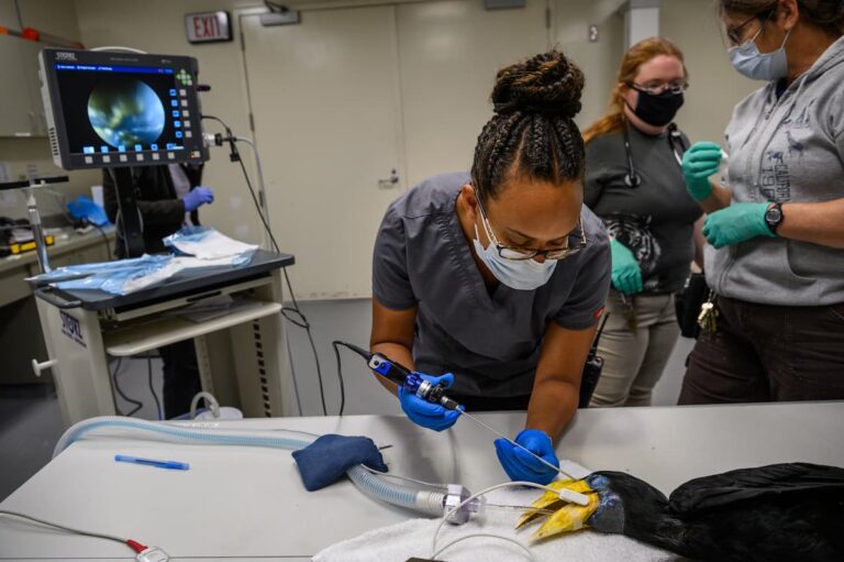 Behind the Scenes with Associate Veterinarian Dr. Jordan Davis-Powell <strong>Dr. Davis-Powell at work with her team.</strong> Photo by Jamie Pham