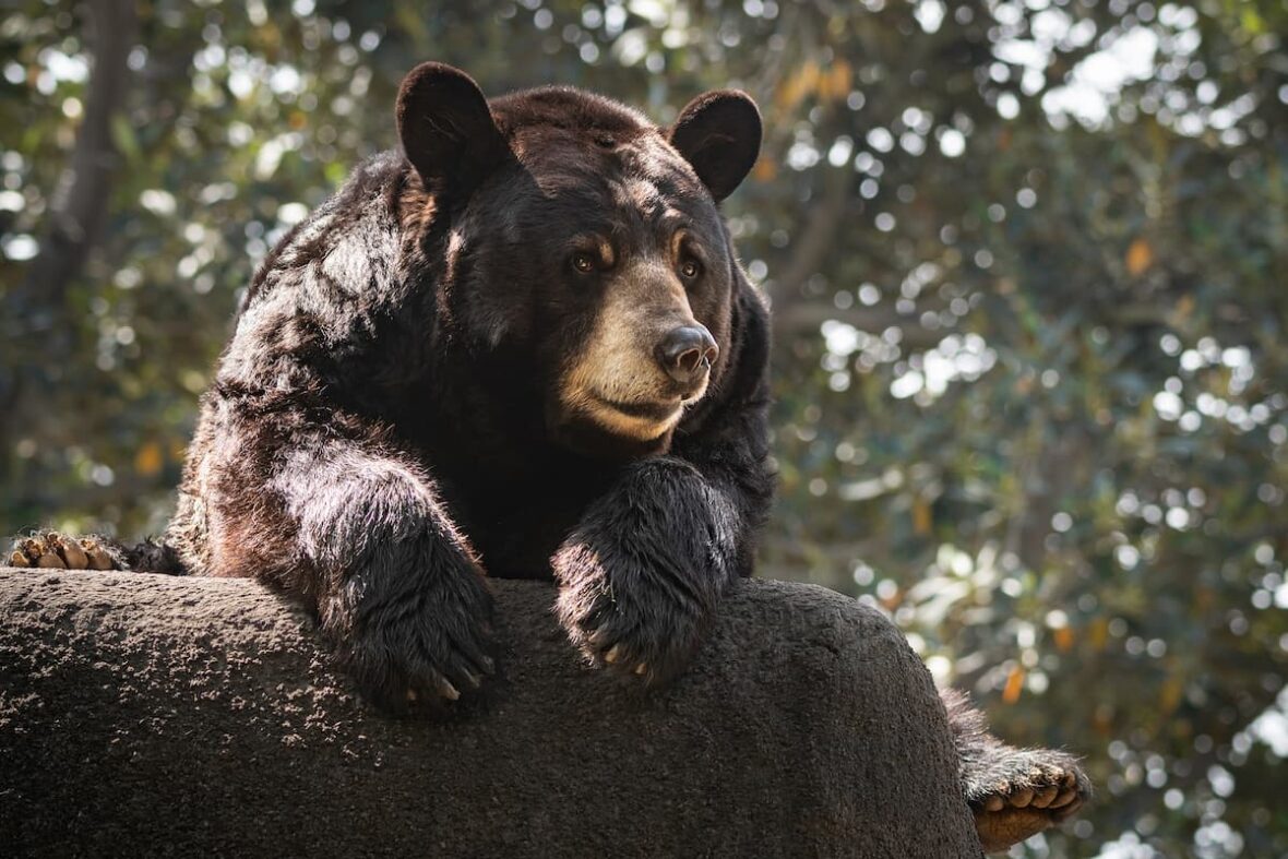 Black bear Ranger in his habitat