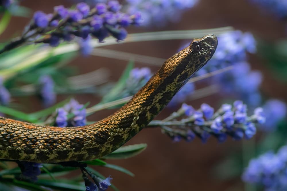 Green Tree Python - Los Angeles Zoo and Botanical Gardens