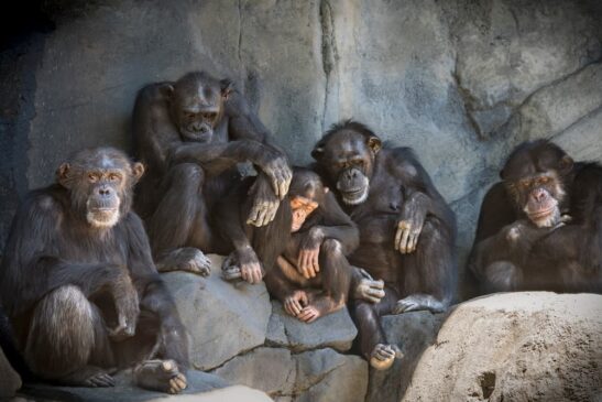 Super Troopers: New Chimps Arrive - Los Angeles Zoo and Botanical Gardens