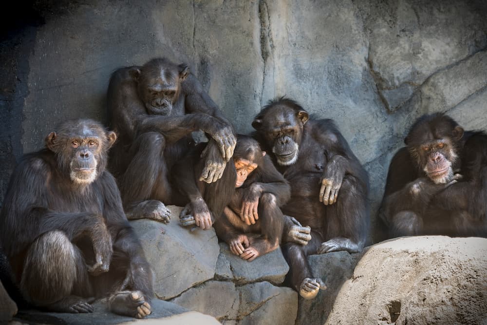 Chimp family