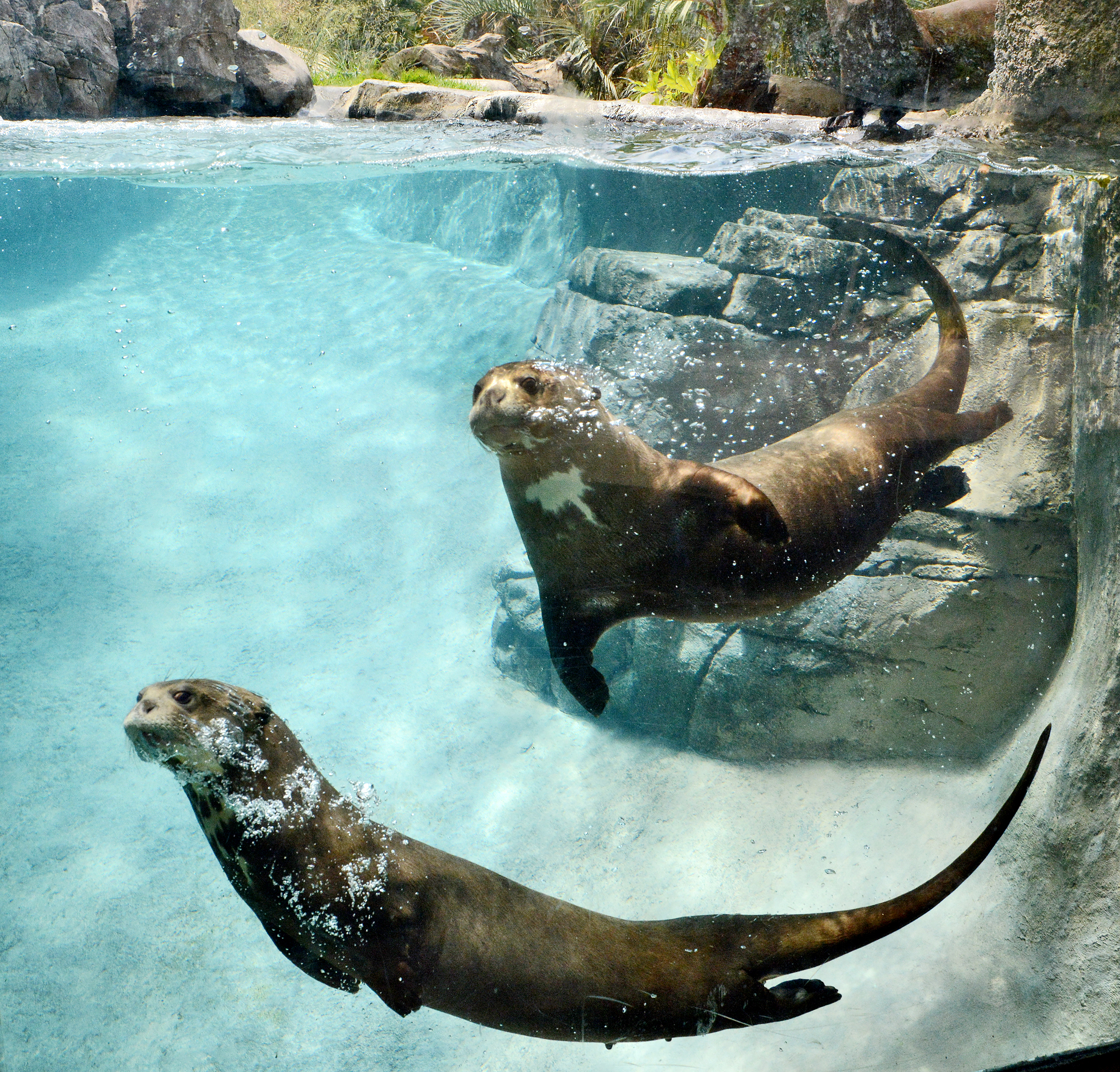Two adult otters swim underwater in a pool filled with light blue water