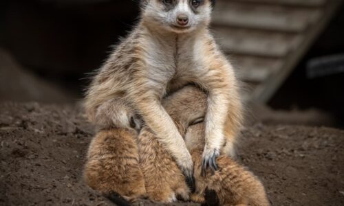 Mother Meerkat