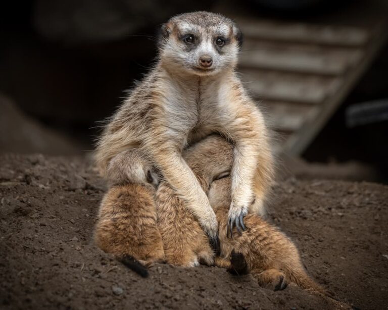 Photo Gallery: Zoo Mothers and Their Young <strong>Meerkats</strong> live in “mobs” headed by females, so when a mother with pups is called to leadership duty, babysitting falls to non-alpha females. Photo by Jamie Pham