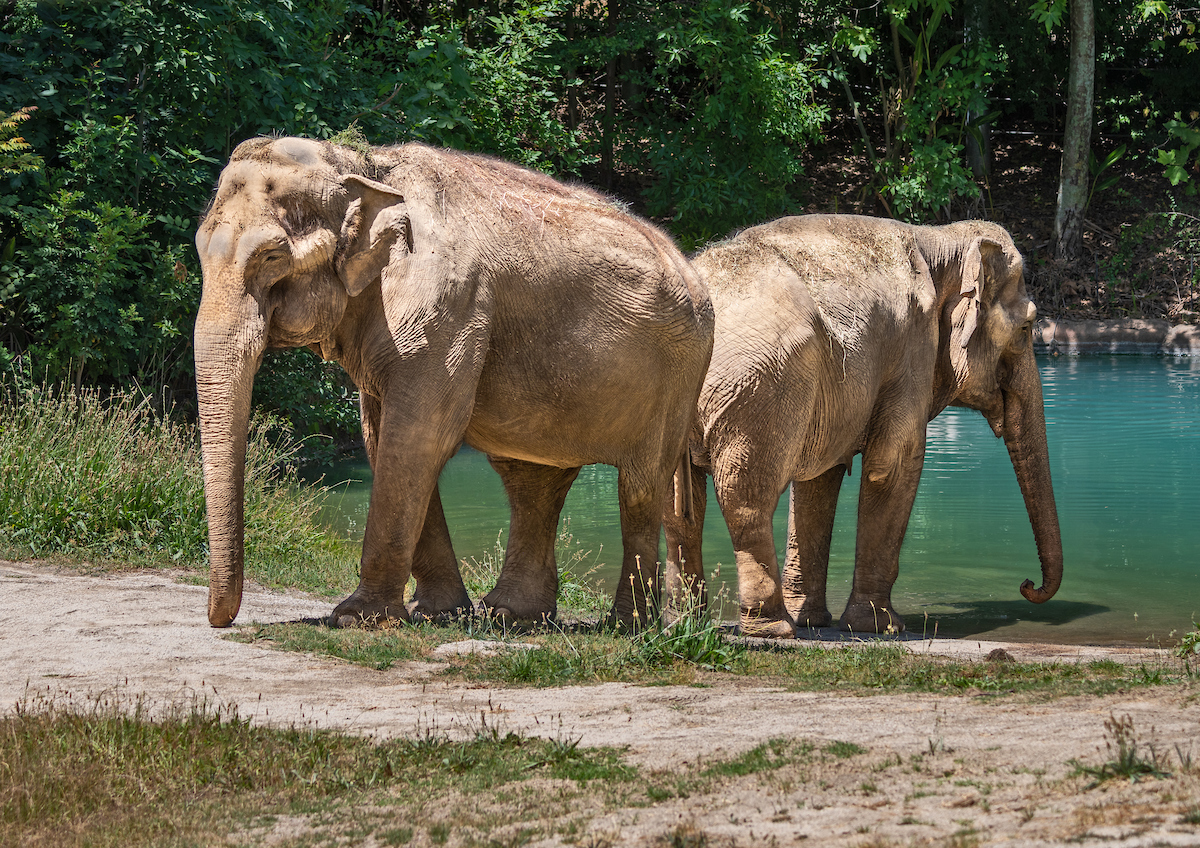 Asian Elephant - Los Angeles Zoo and Botanical Gardens