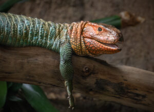 A large lizard with a green body and orange head is laying on a branch with its mouth open in what appears to be a smile