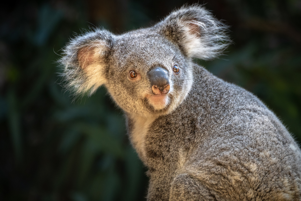 Keeper Interview: Behind the Scenes of a Koala Introduction - Los Angeles  Zoo and Botanical Gardens