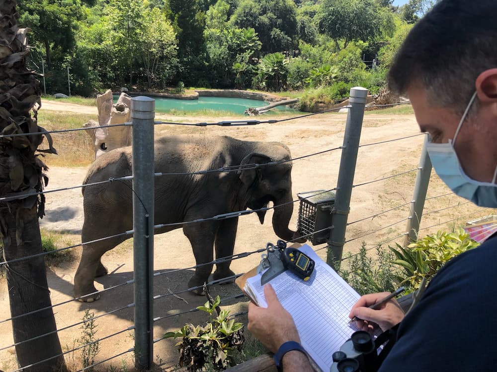 Person looking at clipboard in front of elephant exhibit