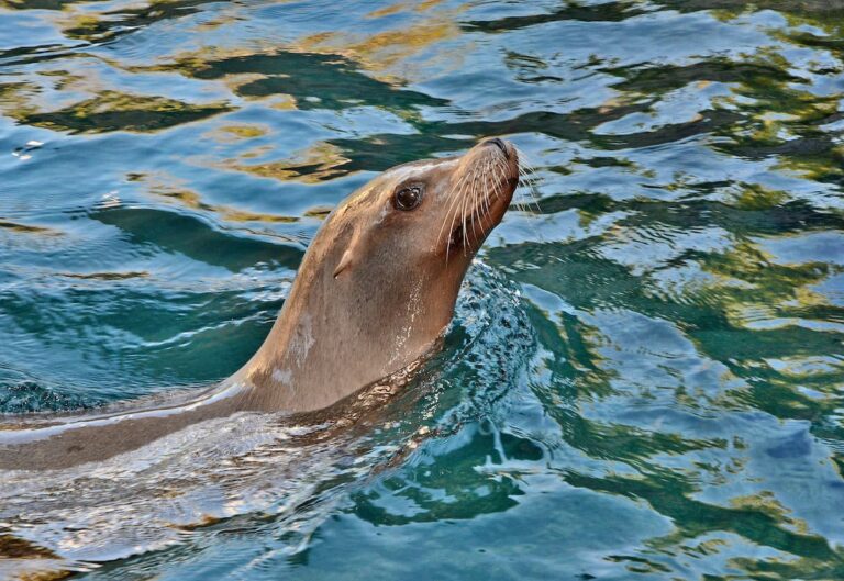 Zoo Staffers Go Plastic-Free for July <strong>Plastics in the water are harmful to sea lions like Rocky and other marine life.</strong> Photo by Tad Motoyama