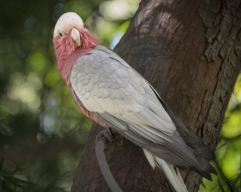 Zoo Update from Director and CEO Denise M. Verret - August 2022 Photo of a cockatoo on a branch
