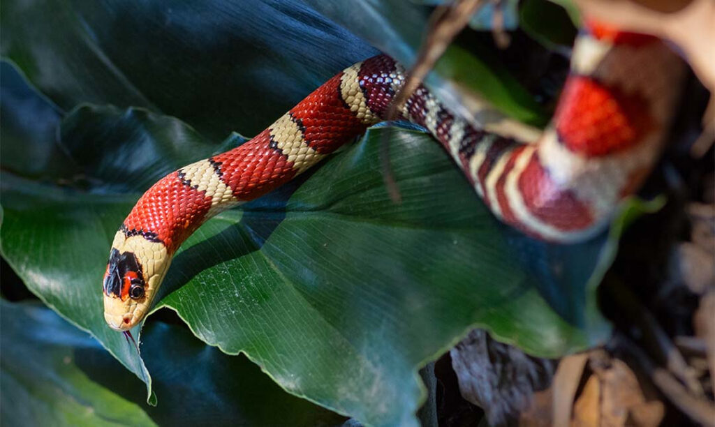 Reptiles - Los Angeles Zoo and Botanical Gardens