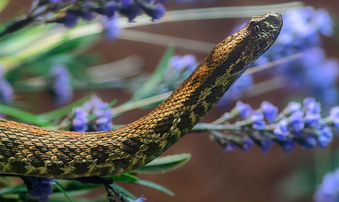 A slender snake lifting its head with purple flowers in the background