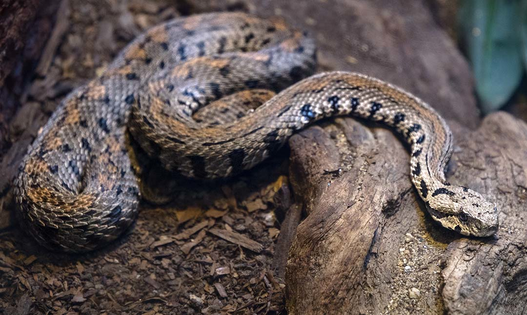 a long snake with brown, black, and golden markings curled atop the base of a tree