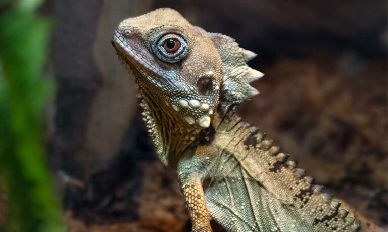 Reptiles - Los Angeles Zoo and Botanical Gardens (LA Zoo)