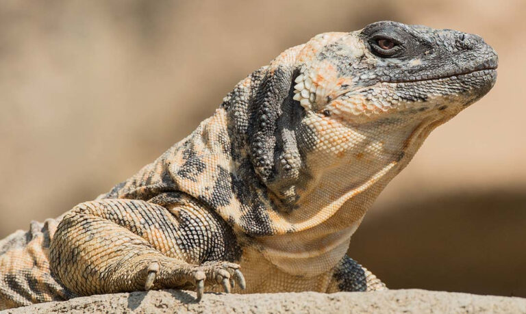 Reptiles - Los Angeles Zoo and Botanical Gardens