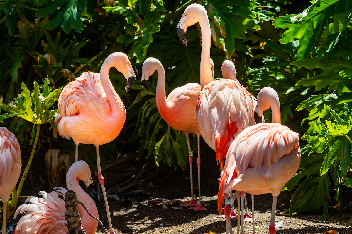 Multiple Chilean Flamingo together with vegetation around them.