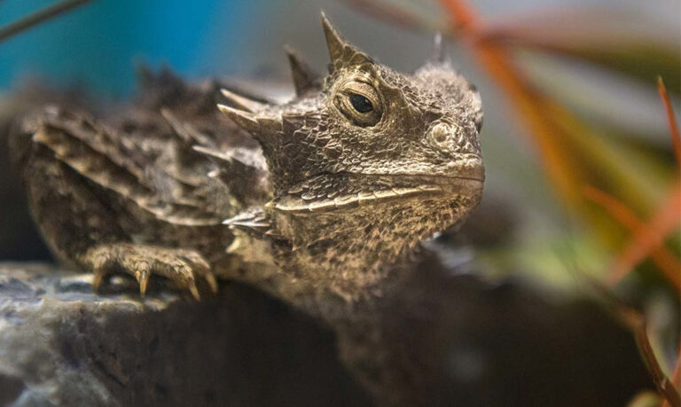 Reptiles - Los Angeles Zoo and Botanical Gardens