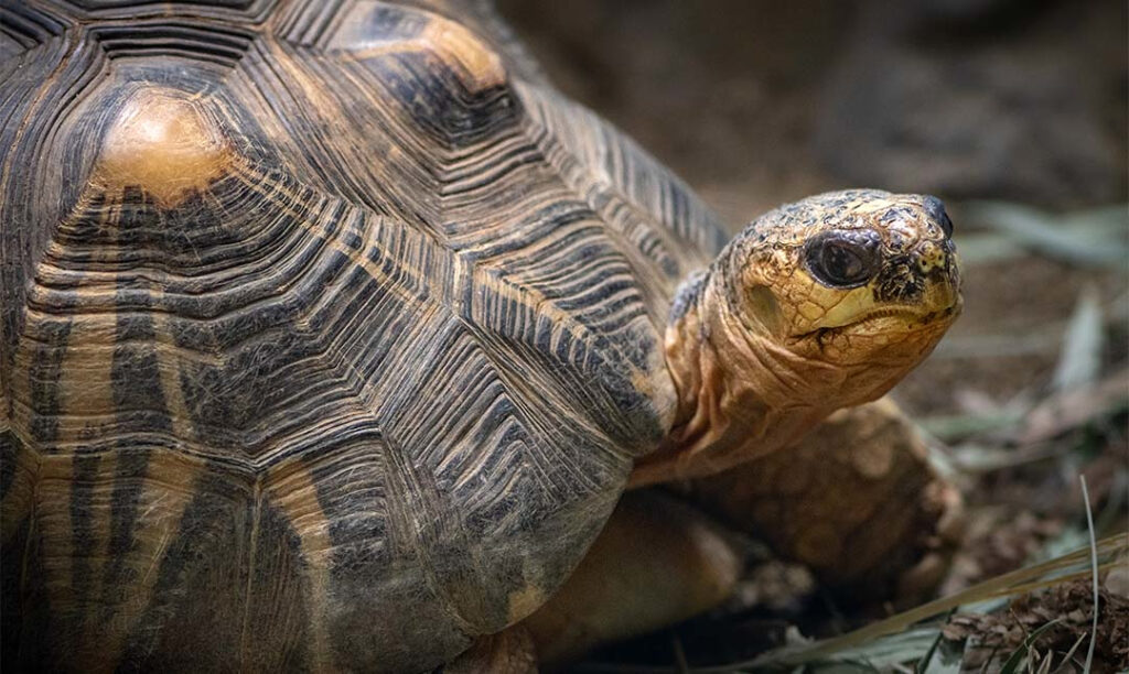 Reptiles - Los Angeles Zoo and Botanical Gardens