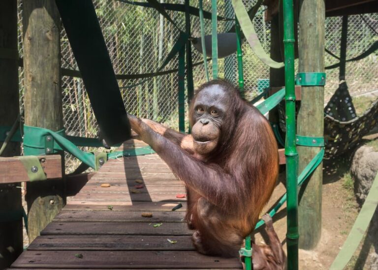 Keepers Reunite with Orangutan <strong>Berani, the 17-year-old female orangutan born at the L.A. Zoo in 2005</strong> Photo by Jamie Pham