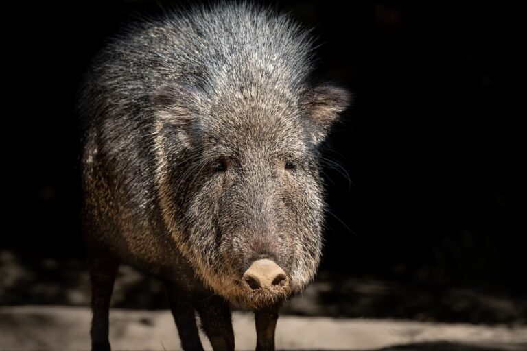 Zoo Update from GLAZA President Tom Jacobson - September 2022 <strong>Chacoan peccaries live among thorny scrub brush and cacti in Bolivia, Argentina, and Paraguay.</strong> Photo by Jamie Pham