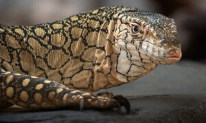 a close up of the male Perentie monitor lizard looking at camera.