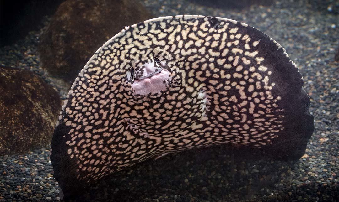 The underside of a stingray showing its mouth and mottled skin