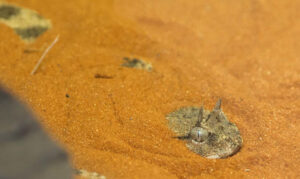 A viper with horn-like protrusions over its eyes is buried up to its neck in orange sand