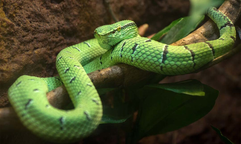 Reptiles - Los Angeles Zoo and Botanical Gardens (LA Zoo)