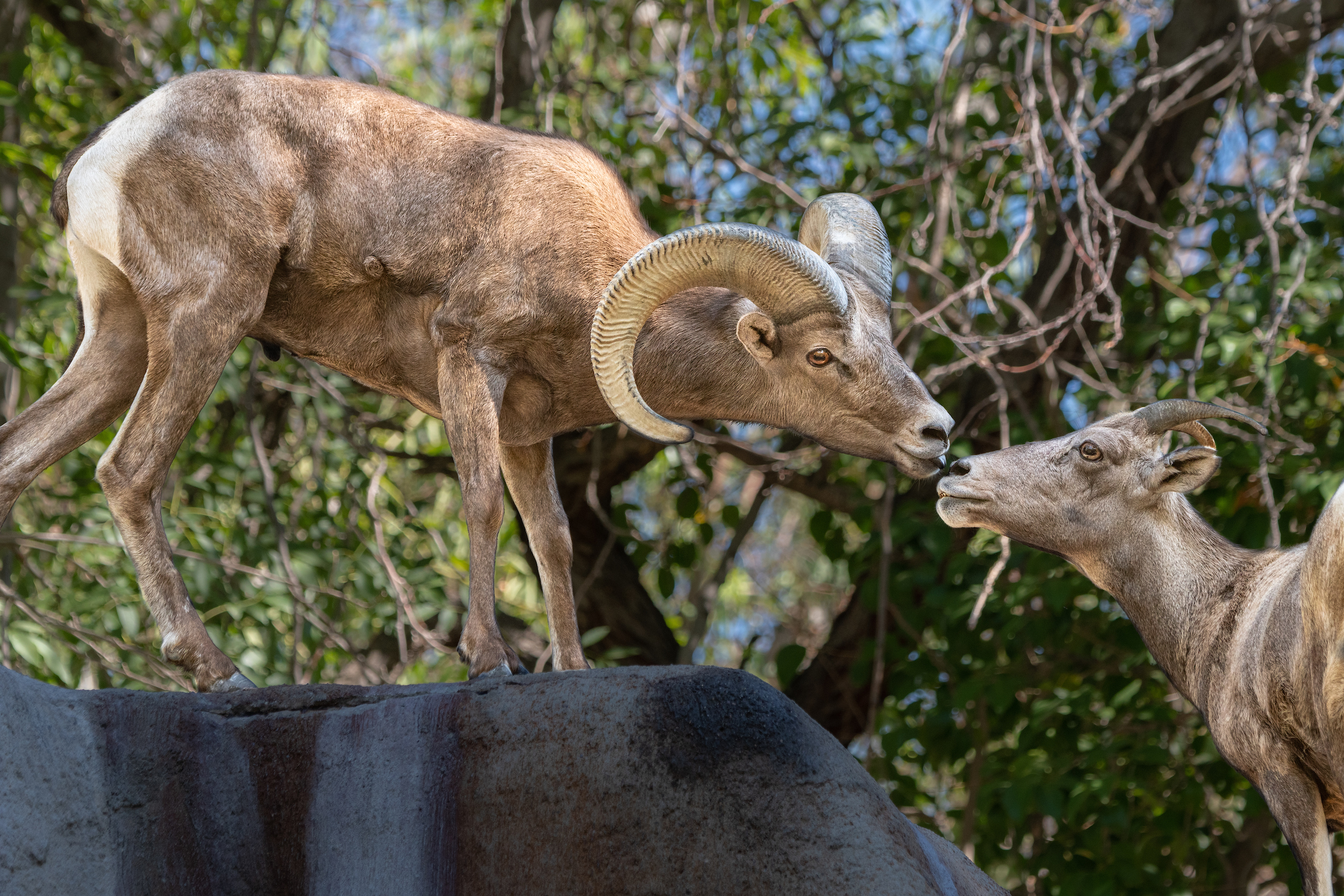 An adult male bighorn sheep with large curved horns stands face to face with a female