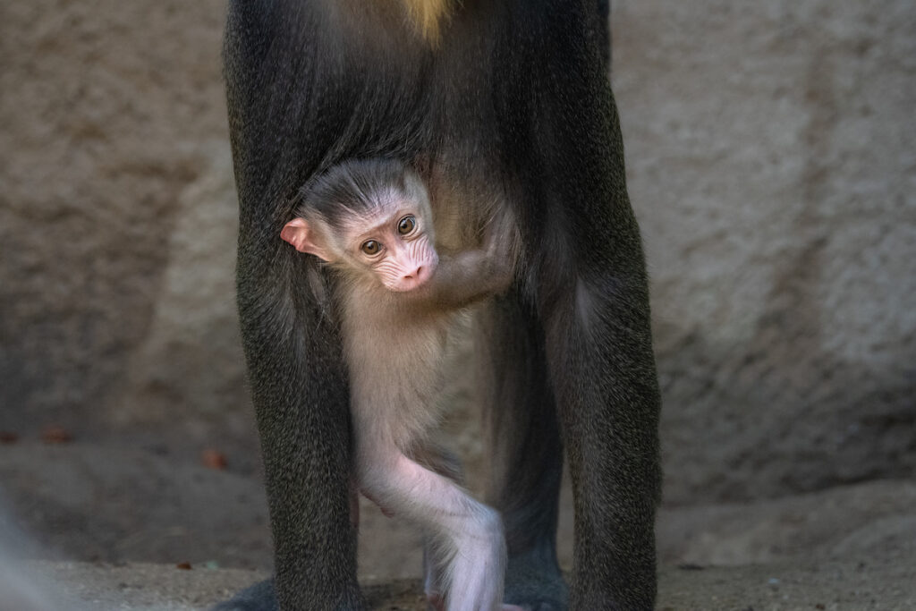 Mandrill, The Largest Monkey of Africa - Taman Safari Bali