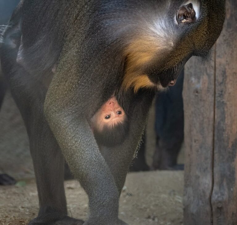 Zoo Welcomes New Baby Mandrill Mandrill with baby holding on