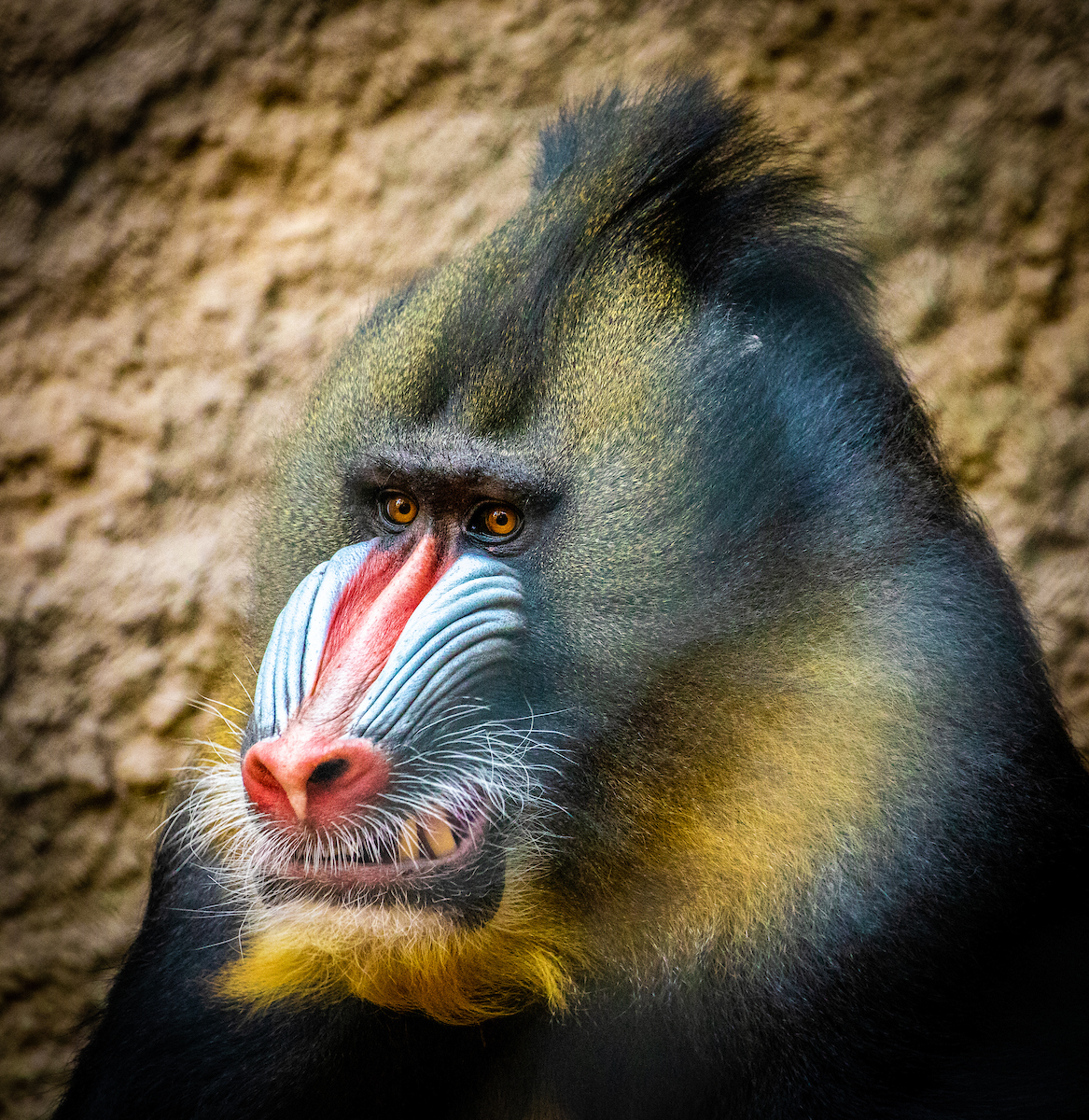 Blue Faced Baboon