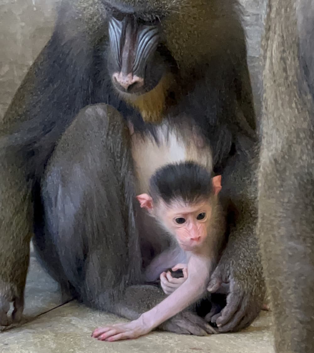 Mandrill with baby