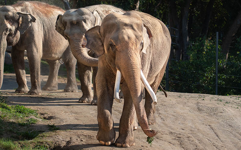 Elephants take a stroll