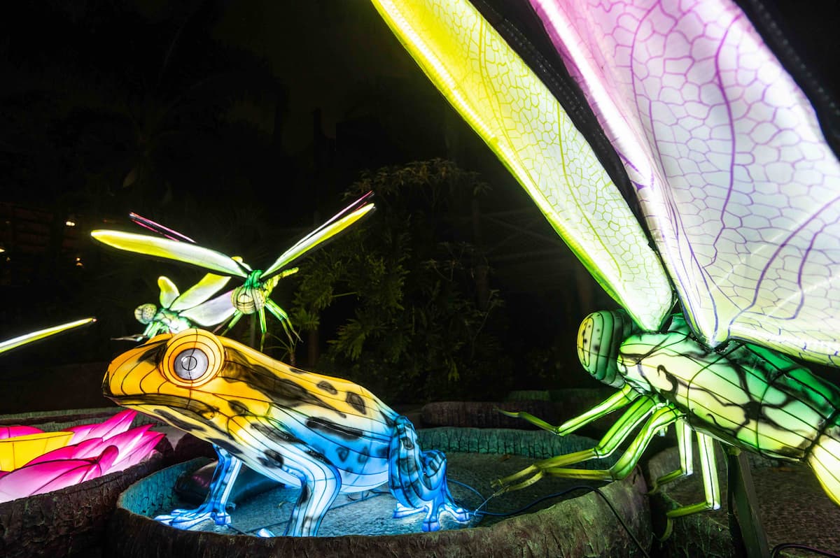 Frog and dragonfly lanterns at L.A. Zoo Lights: Animals Aglow