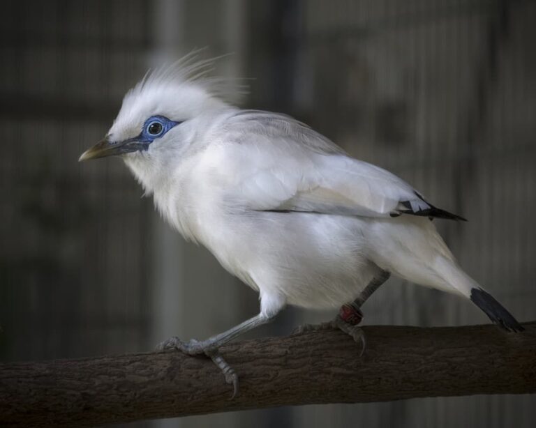 Animal Update: Star the Bali Myna Saved from Trafficking Bali myna starling Star photo by Jamie Pham